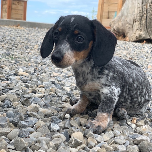 Meet your Posher, Kylee - Picture 1 of 1